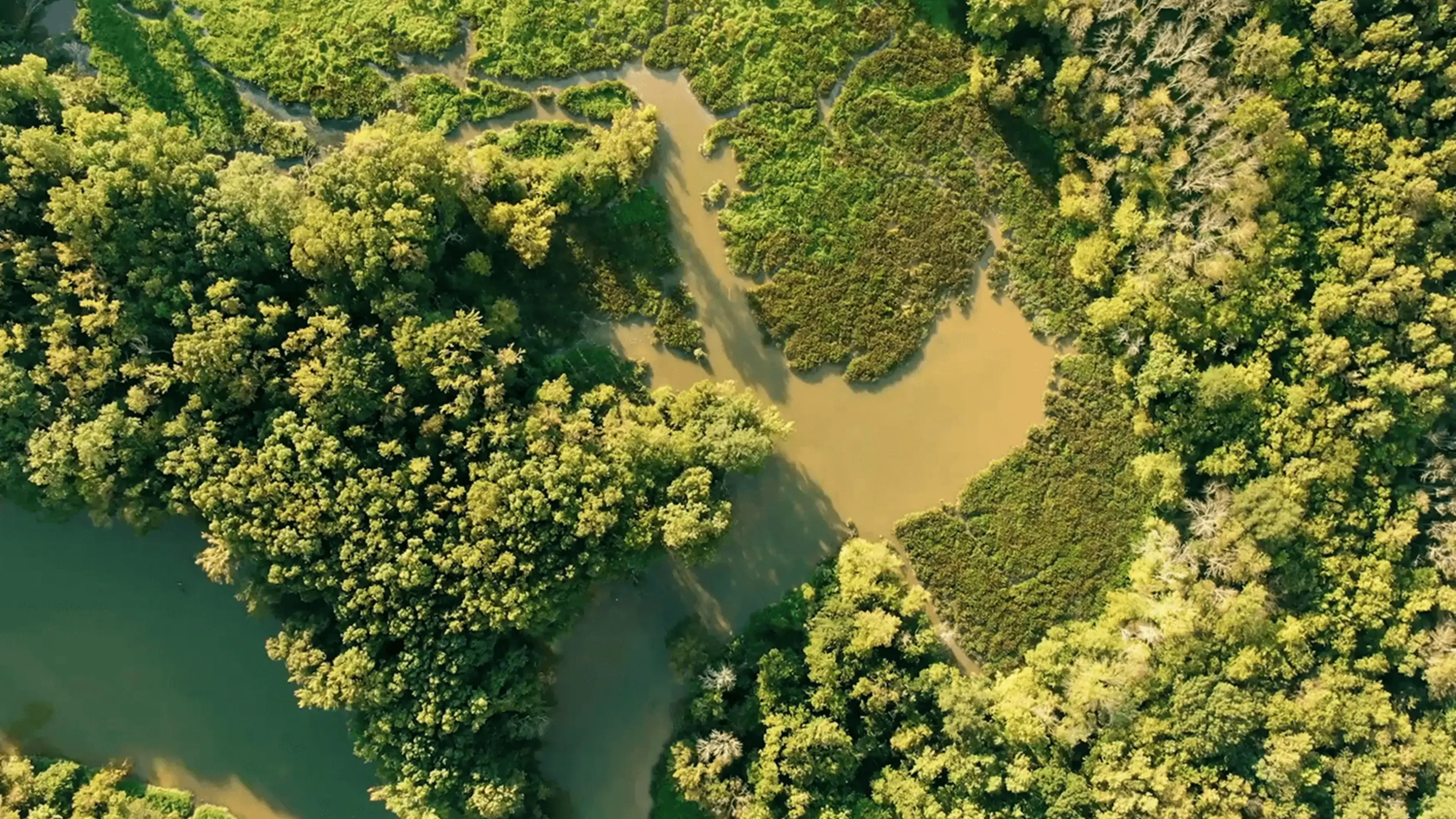 Aerial view of a river flowing through lush green vegetation.